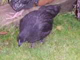 Barred Plymouth Rock cross chicks 008 (2000 x 1500).jpg