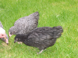 Barred Plymouth Rock cross chicks 019.JPG