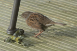 Dunnock.jpg