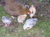 Dotty and chicks 02.03.2013 006 (600 x 450).jpg