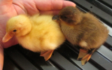 Ducks - Hatched 29.4.13.jpg