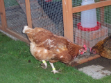 Hens new enclosure finished 047 (508 x 381).jpg