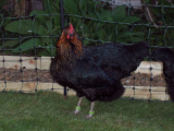 Hens new enclosure finished 043 (508 x 381).jpg