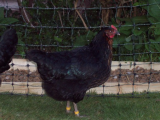 Hens new enclosure finished 044 (508 x 381).jpg