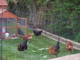 Hens new enclosure finished 031 (508 x 381).jpg