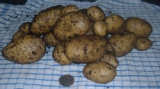 charlotte potatoes 2.jpg
