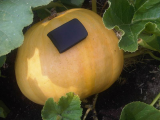 pumpkin31july.jpg