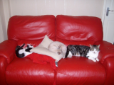 cats taking over the sofa.JPG