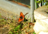 small tortoiseshell butterfly feb 15th 2014.jpg