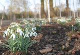 snowdrops (600 x 417).jpg