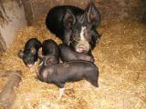 pigs_036 (600 x 450).jpg