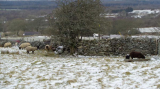 snowy sheep.jpg