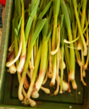 spring onions overwintered Mar 14.jpg