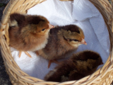 Welsummer Chicks 004 (600 x 450).jpg