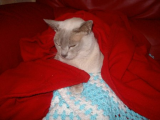 peter in his blankets.jpg