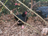 black chicken.JPG