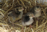 Chicks 800600.jpg