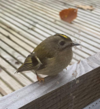 Goldcrest.jpg