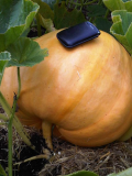 Pumpkin on 8th aug.jpg