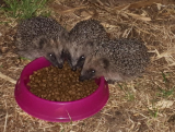 Three Baby Hedgehogs.jpg