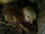Our first chickedy.jpg