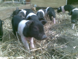 piglets 1.jpg