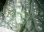 cucumber leaf1.jpg