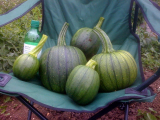Courgettes-1.jpg