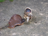 Slug snail innards 1 v nice.jpg
