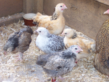 Dottys chicks are growing fast 004.JPG