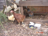 chateau lucy and chickens 085small.JPG