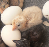 new baby chicks born today on 16th of April 010.jpg1.jpg