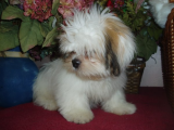 a lLhasa puppy.JPG