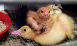 Protective Chicks.jpg