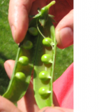 First pea pod.jpg