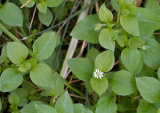 chickweed1.jpg