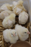 Chicks x2 by bowl smallish.jpg