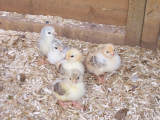 Dottys chicks day 9 001 (600 x 450).jpg