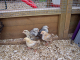 Dottys chicks 24.02.13 005 (600 x 450).jpg