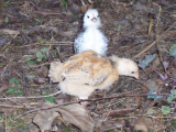 Dotty and chicks 02.03.2013 012 (600 x 450).jpg