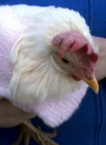 Woolly Chick.jpg