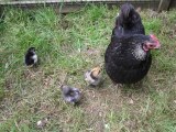 New Chicks Jul 11 016.jpg