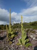Verbascum-thapsus-Great-or-Common-Mullein.jpg