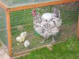 Patches & chicks @ 1 week.jpg