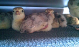 chicks 2.jpg