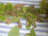 parsnip leaves1.jpg