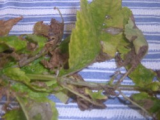 parsnip leaves2.jpg