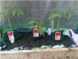 2 tommy plants and 1 sweet pepper plant.jpg