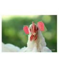 chickens with ears 1.JPG