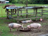 Hillfoot pigs.jpg
